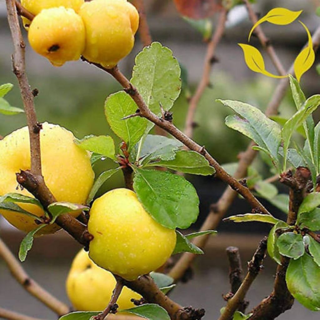 Chaenomeles cfr. speciosa (Rosaceae)